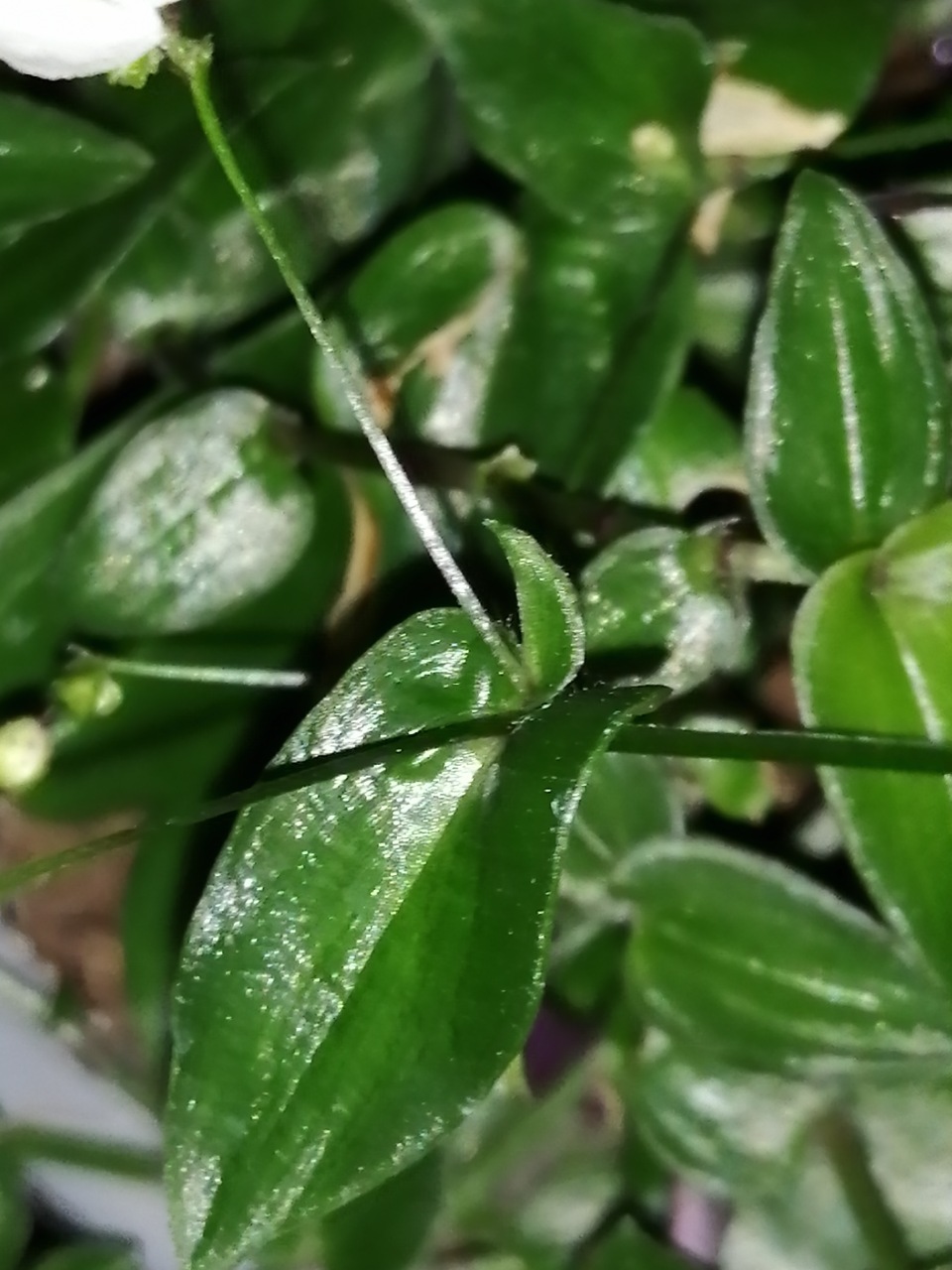 Gibasis pellucida, Velo da Sposa di Thaiti - immagine 2