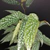 Begonia Olei Silver spot, pianta da interno e da esterno