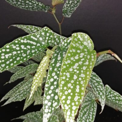 Begonia Olei Silver spot