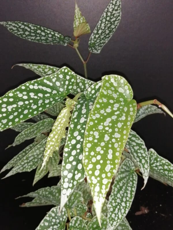 Begonia Olei Silver spot, pianta da interno e da esterno
