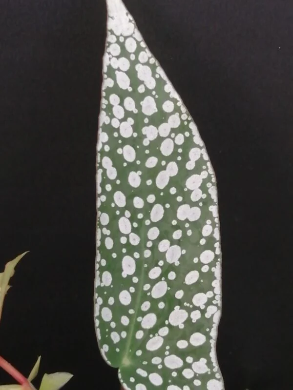 Begonia Olei Silver spot, foto 3
