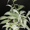 Rhopalephora sp. Variegated, pianta da interno e da esterno