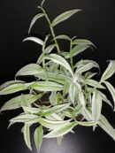 Rhopalephora sp. Variegated