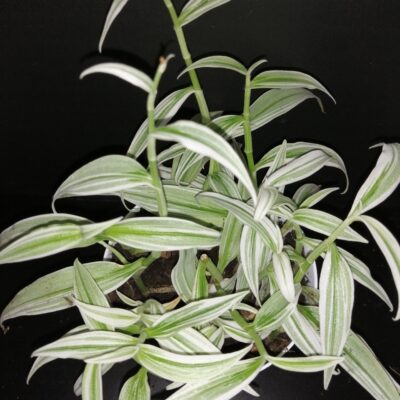 Rhopalephora sp. Variegated