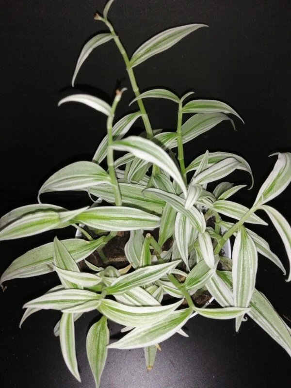 Rhopalephora sp. Variegated, pianta da interno e da esterno