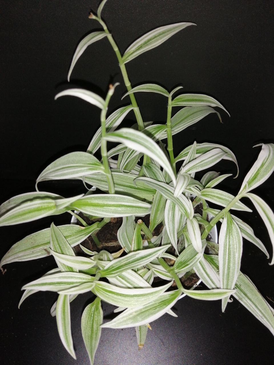 Rhopalephora sp. Variegated