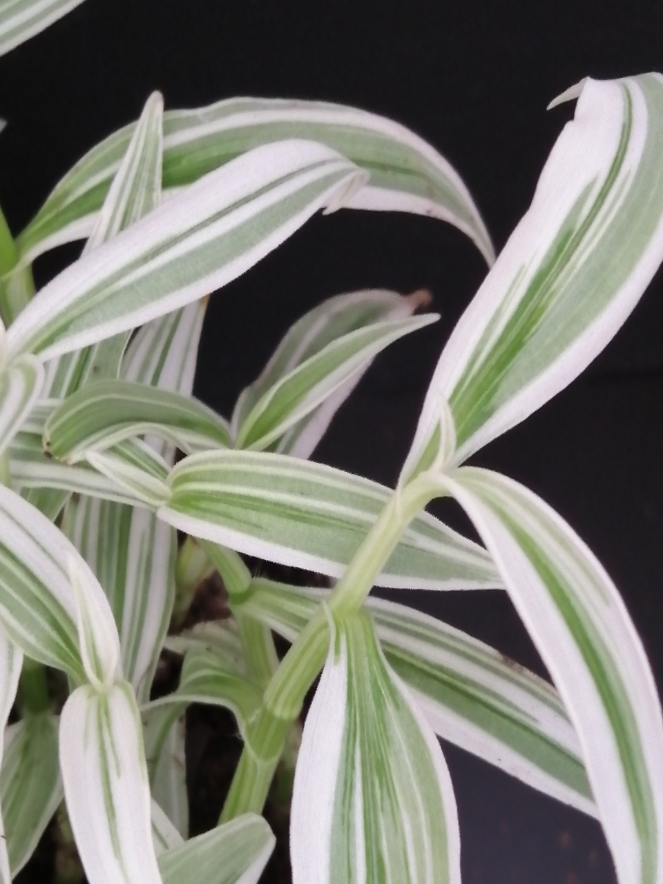 Rhopalephora sp. Variegated - immagine 2