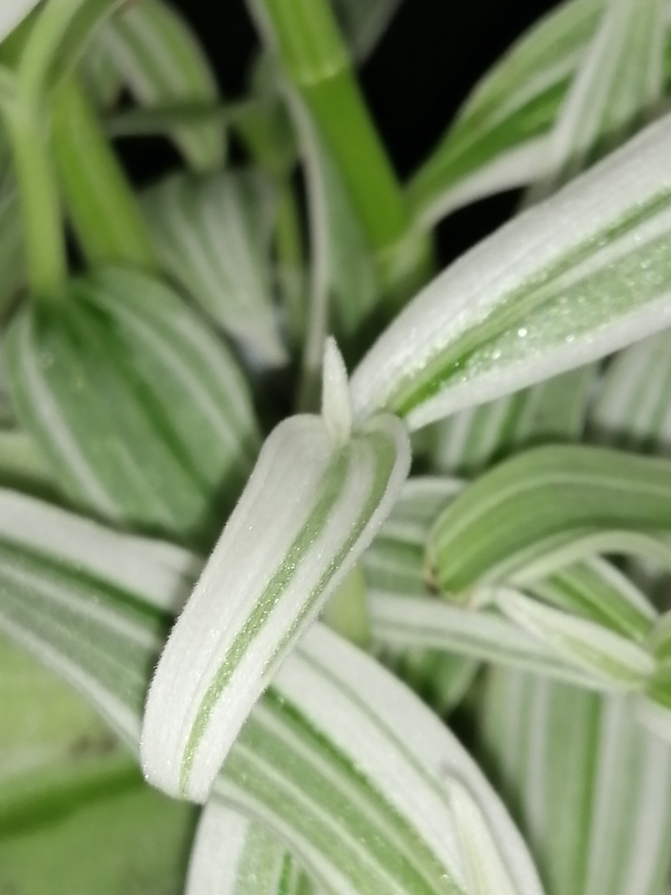 Rhopalephora sp. Variegated - immagine 3