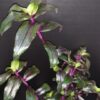 Tripogandra serrulata 'Purple Scimitars', pianta da interno e da esterno