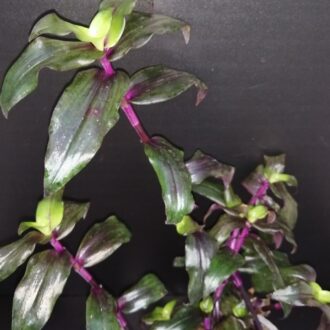 Tripogandra serrulata 'Purple Scimitars'