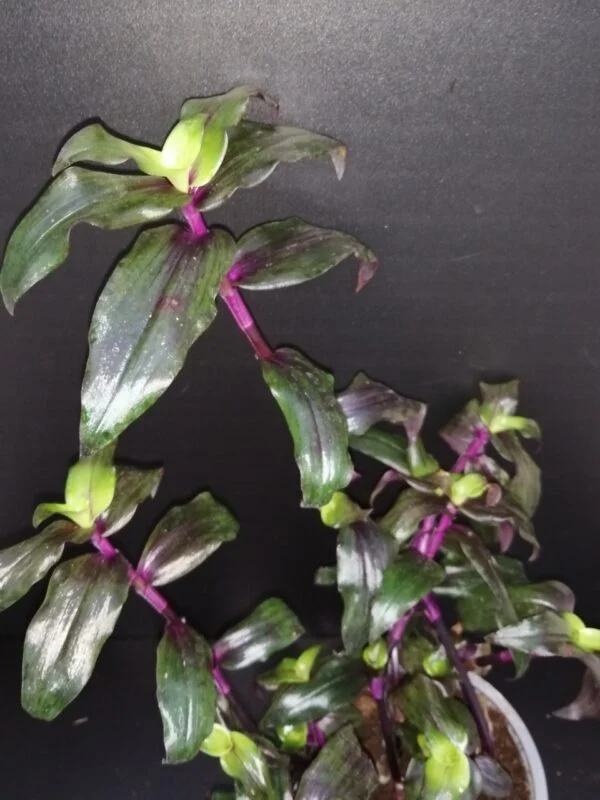Tripogandra serrulata 'Purple Scimitars', pianta da interno e da esterno