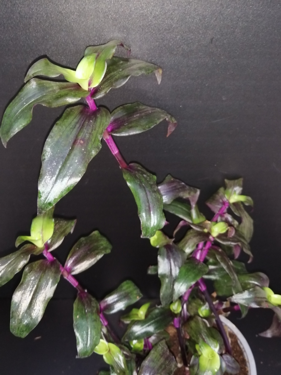 Tripogandra serrulata 'Purple Scimitars'