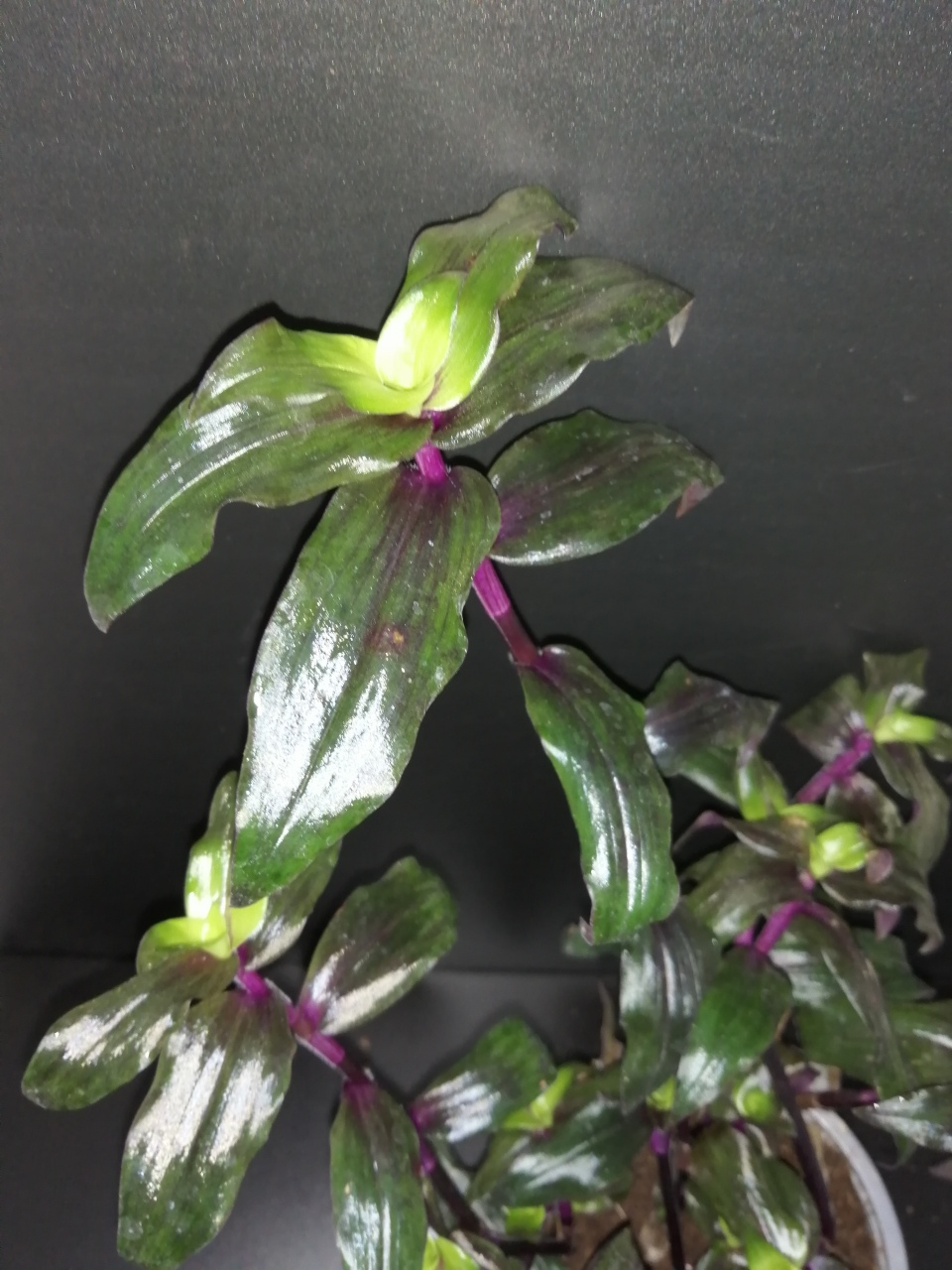 Tripogandra serrulata 'Purple Scimitars' - immagine 2