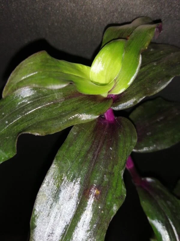 Tripogandra serrulata 'Purple Scimitars', foto 3