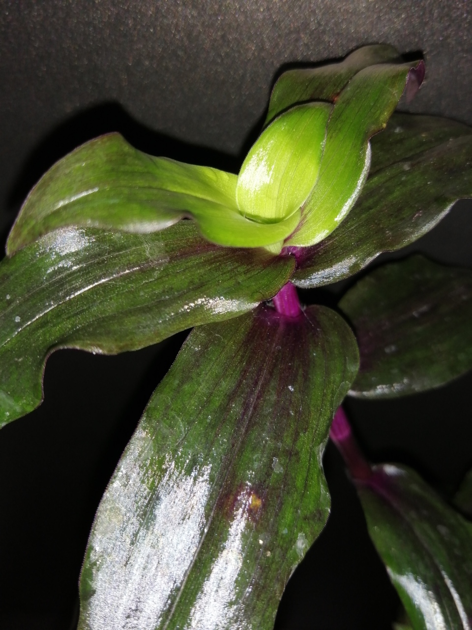 Tripogandra serrulata 'Purple Scimitars' - immagine 3