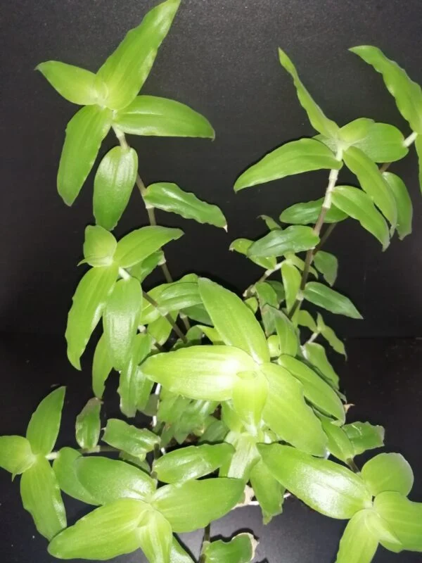 Callisia montana, pianta da interno e da esterno