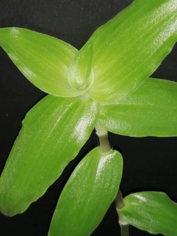 Callisia montana, foto 2