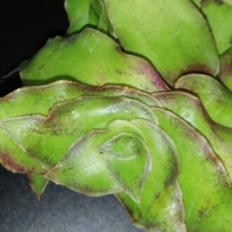 Callisia soconuscensis , Callisia congesta