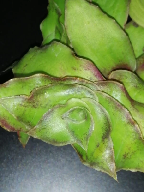 Callisia soconuscensis, Callisia congesta, pianta da interno e da esterno