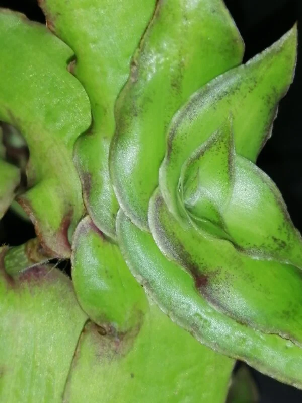 Callisia soconuscensis, Callisia congesta, foto 2