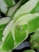 Callisia soconuscensis Variegata , Callisia congesta Variegata