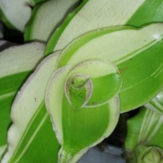 Callisia soconuscensis Variegata , Callisia congesta Variegata
