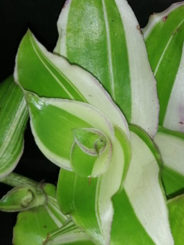 Callisia soconuscensis Variegata, Callisia congesta Variegata, foto 2