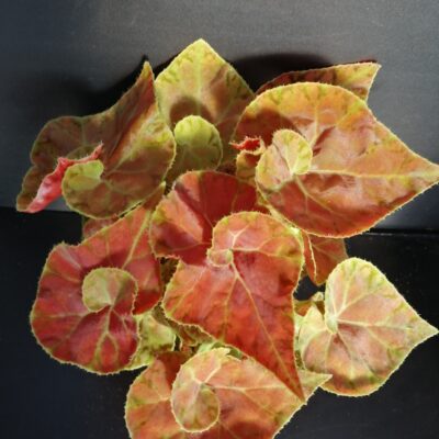 Begonia Autumn Crinkle