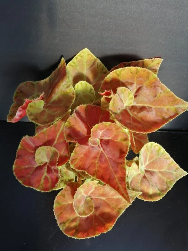 Begonia Autumn Crinkle, pianta da interno