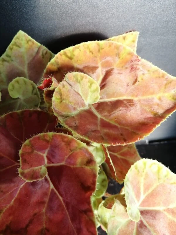 Begonia Autumn Crinkle, foto 6