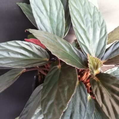 Begonia hatacoa var. rubra, U639