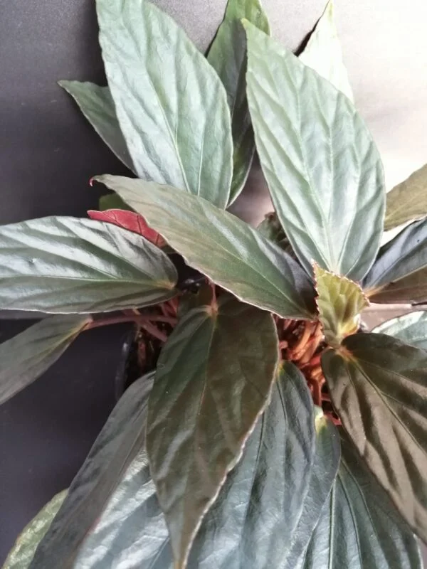 Begonia hatacoa var. rubra, U639, pianta da interno