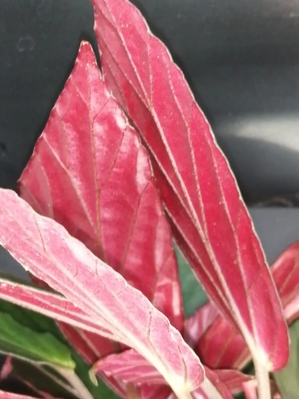 Begonia hatacoa var. rubra, U639, foto 3