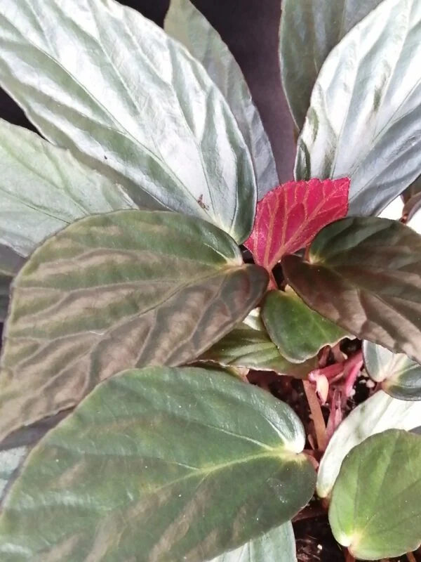 Begonia hatacoa var. rubra, U639, foto 4