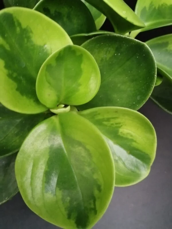 Peperomia obtusifolia variegata, foto 2