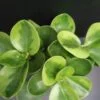 Peperomia obtusifolia variegata, pianta da interno