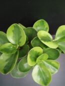 Peperomia obtusifolia Lime
