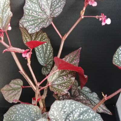 Begonia Linda