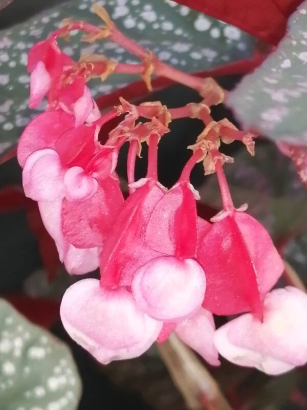 Begonia Linda, foto 2