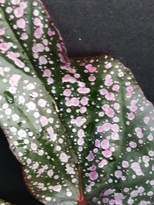 Begonia Linda, foto 3