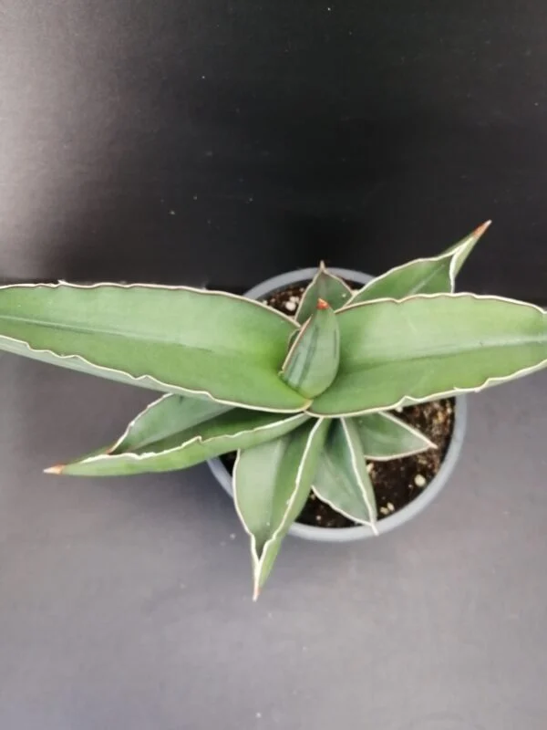 Sansevieria Samurai, foto 3