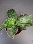 Sansevieria cleopatra