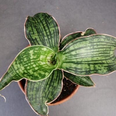 Sansevieria cleopatra