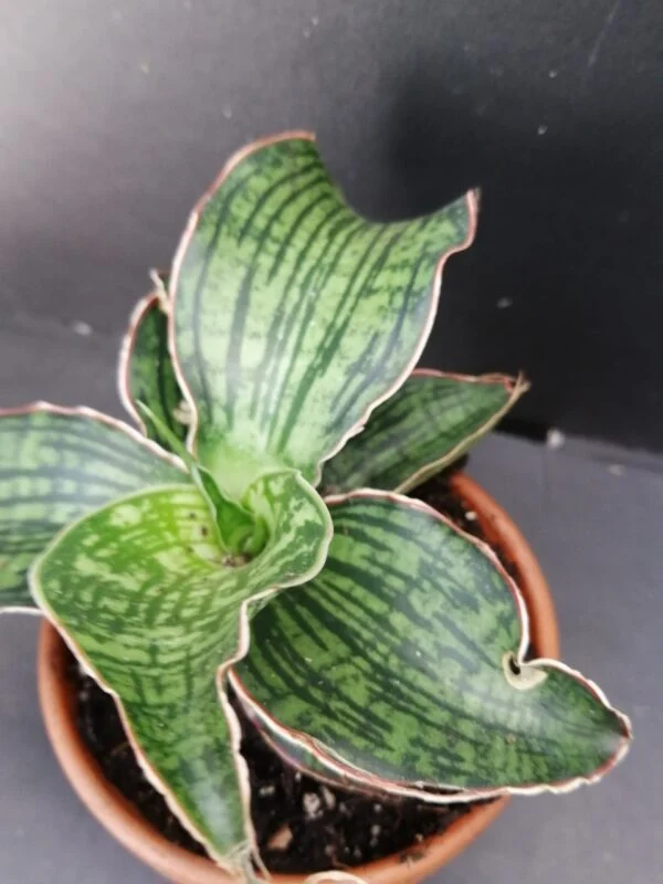 Sansevieria cleopatra, foto 2