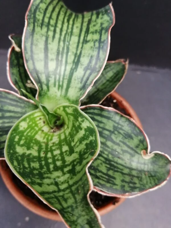 Sansevieria cleopatra, foto 3