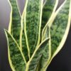 Sansevieria laurentii, pianta da interno