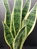 Sansevieria laurentii