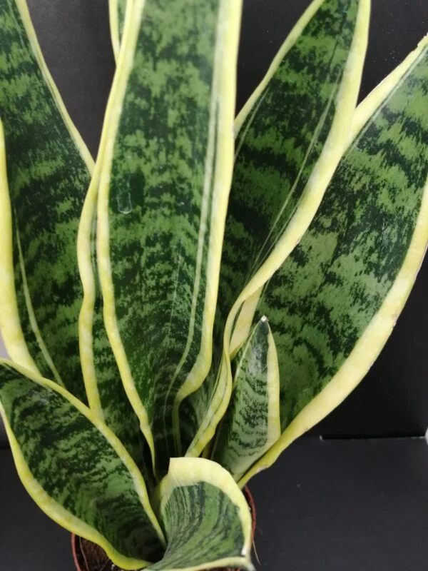 Sansevieria laurentii, foto 2