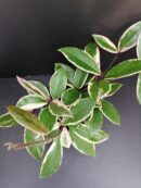 Hoya Flamingo Dream Pink