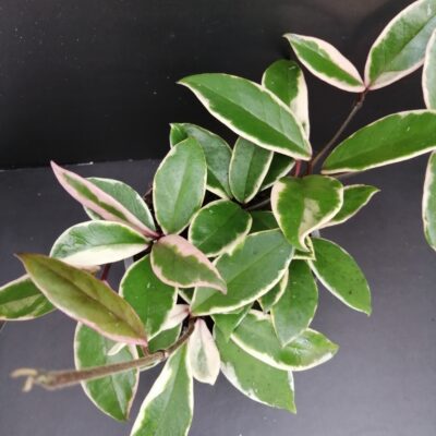 Hoya Flamingo Dream Pink